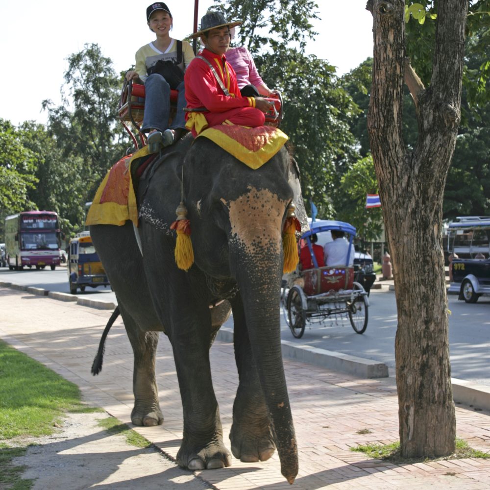 Thaiwander Travel Best Tour Agency in Bangkok, Thailand Elephant Riding Thailand Siam Ayutthaya Asia (1) Copy
