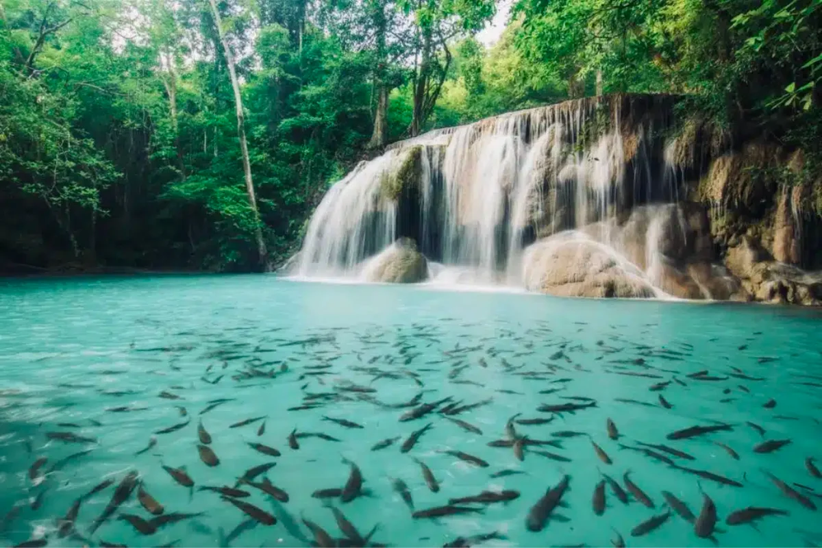 Best Tours Agency Bangkok, Home of the Best Tours Agency Bangkok, Thaiwander Travel Tours