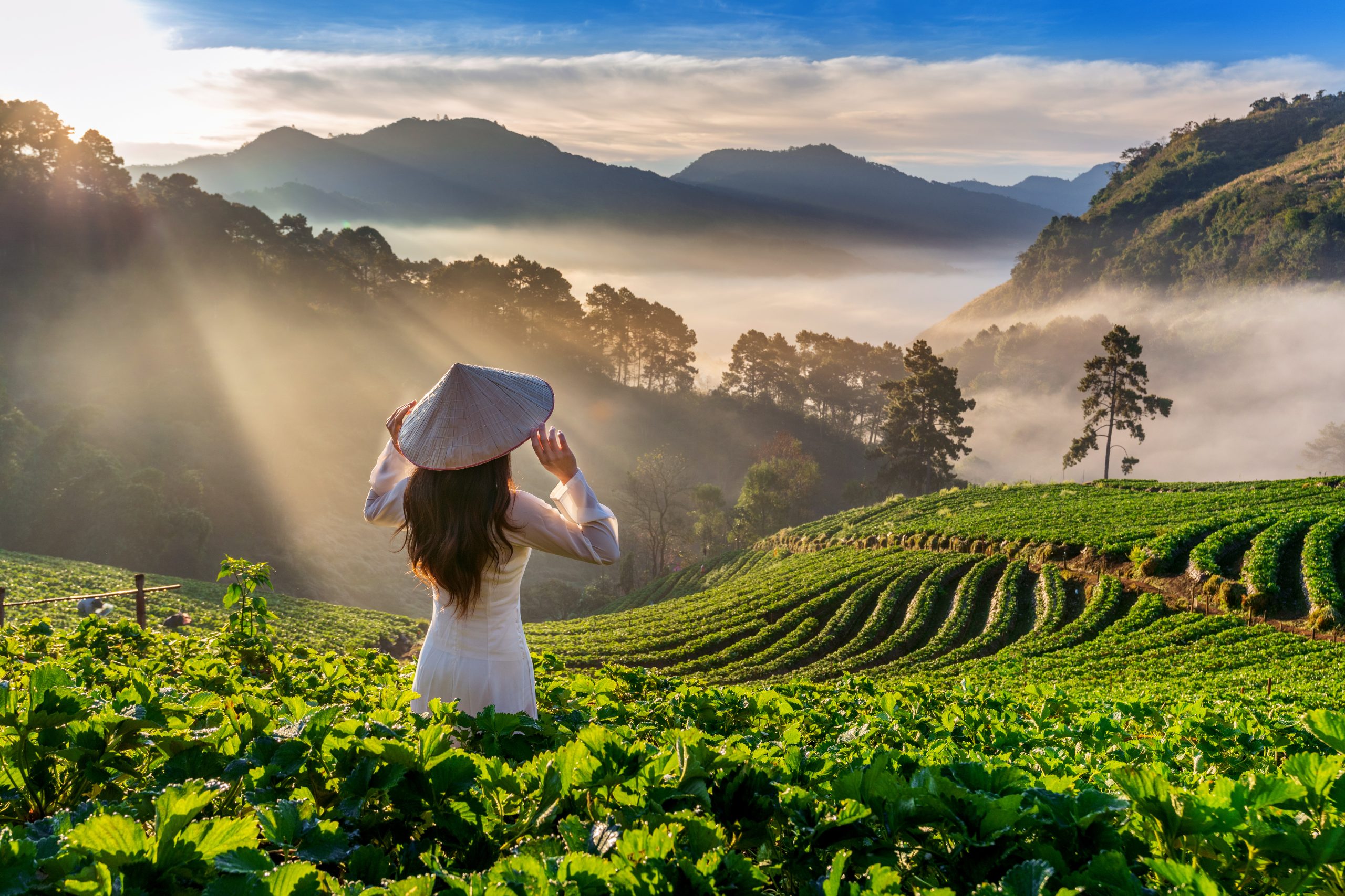 Thaiwander Travel Best Tour Agency in Bangkok, Thailand Asian Woman Wearing Vietnam Culture Traditional In Strawberry Ga