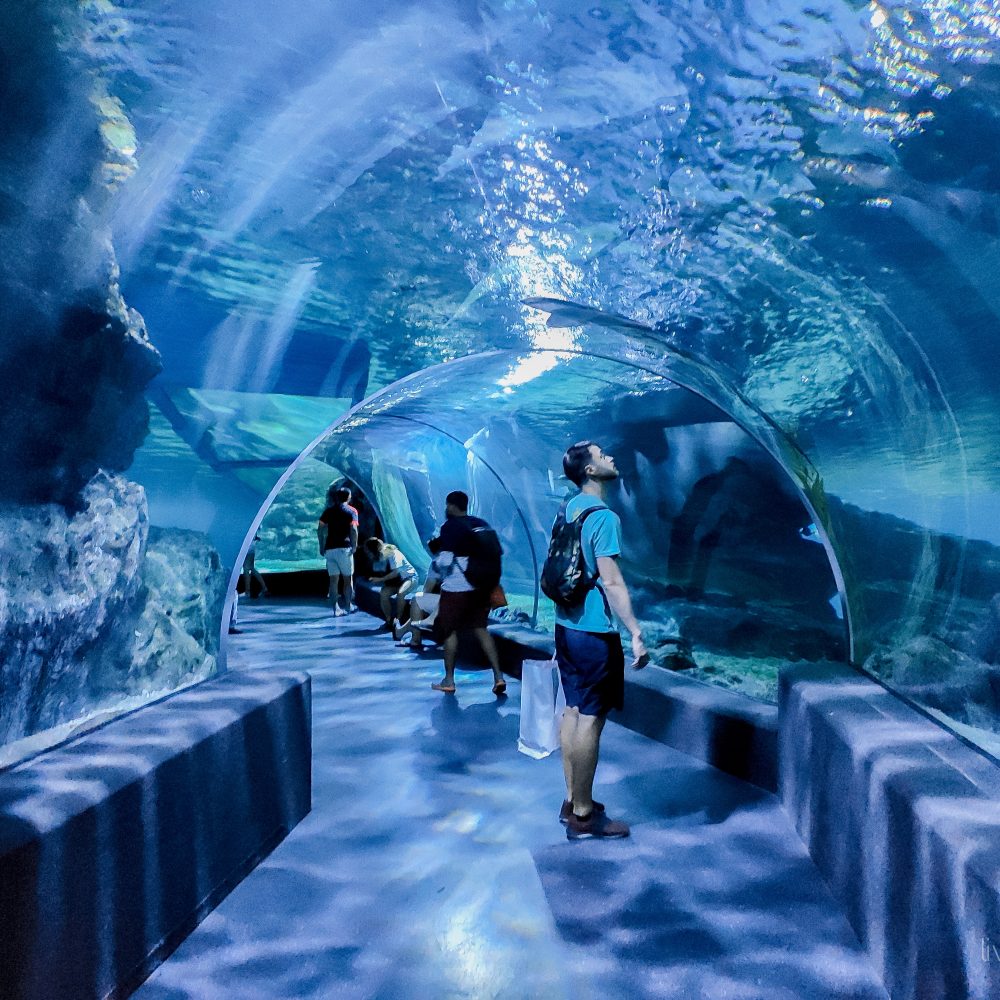 Thaiwander Travel Best Tour Agency in Bangkok, Thailand Liveloveran Sea Life Bangkok Ocean World 63