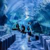 Thaiwander Travel Best Tour Agency in Bangkok, Thailand Liveloveran Sea Life Bangkok Ocean World 63