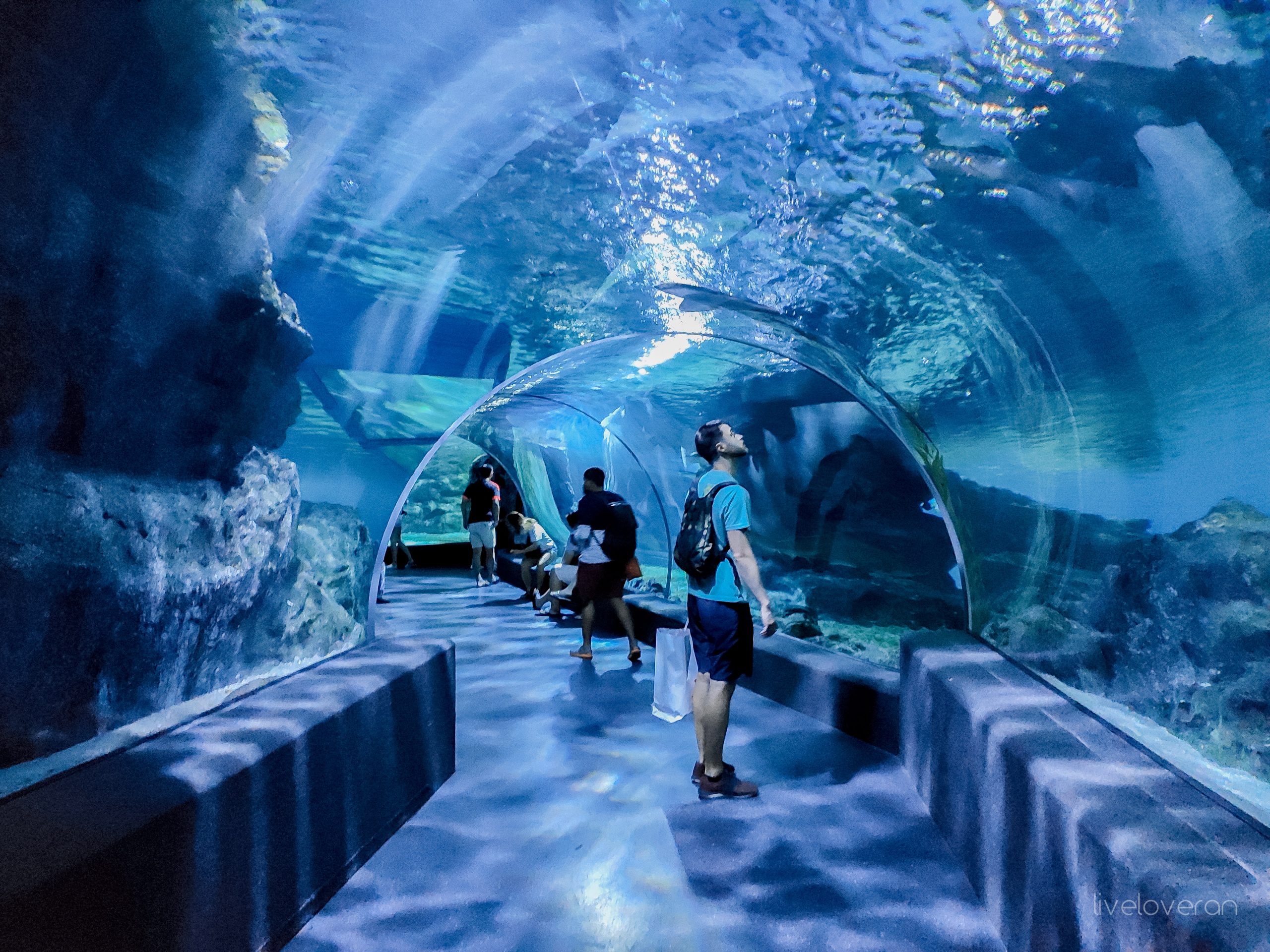 Thaiwander Travel Best Tour Agency in Bangkok, Thailand Liveloveran Sea Life Bangkok Ocean World 63