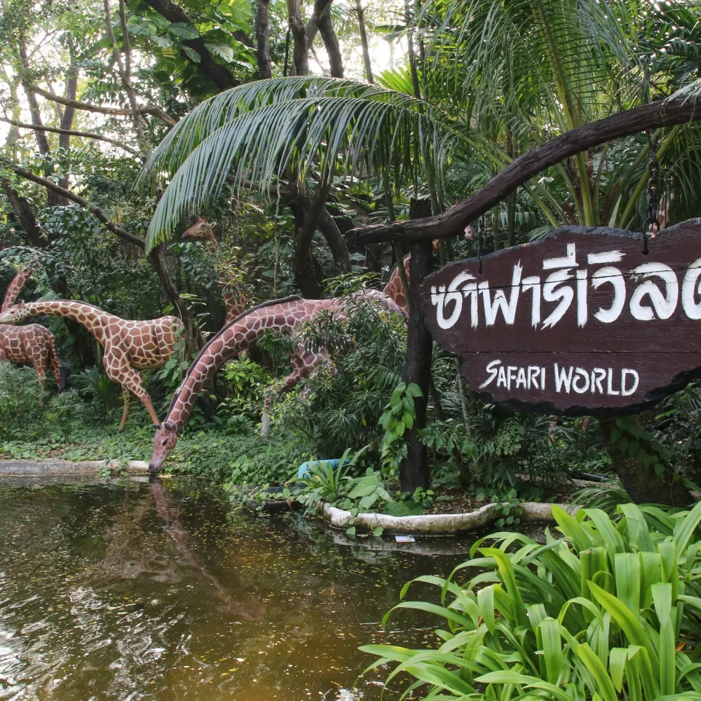 Thaiwander Travel Best Tour Agency in Bangkok, Thailand W97k1dpstxoppk8ykntswxqr68p3 Bbv5da2sv1r8x07ogk7vkgxpqqr6 Shu